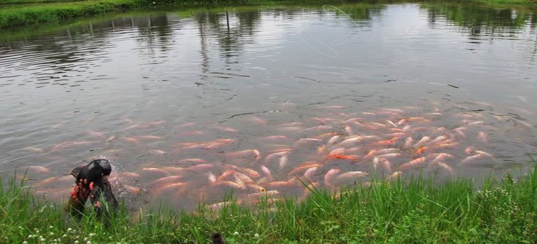 Cara Budidaya Ikan Nila Agar Cepat Berkembang Dengan Baik