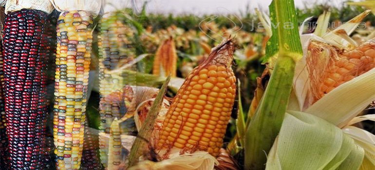 Cara Pemilihan Biji Jagung Yang Berkualitas Baik